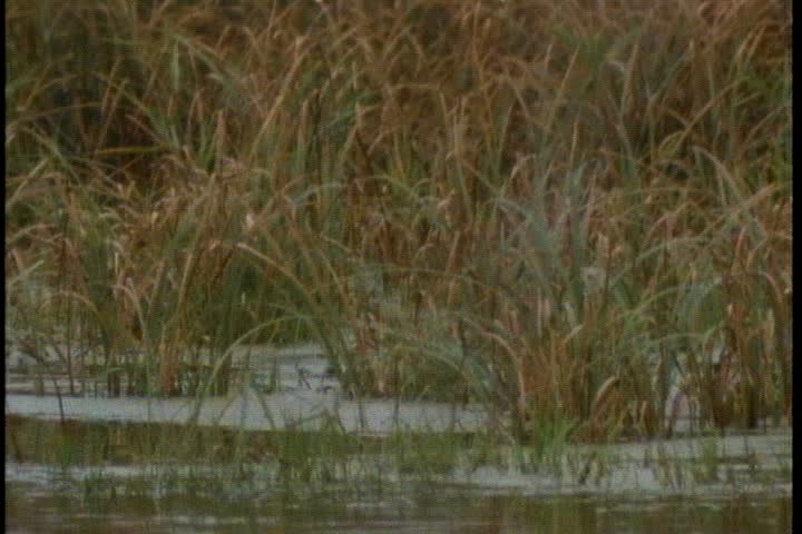  CU swans swimming behind reeds in pond in Minnesota.