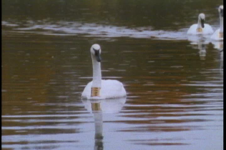 MS trumpeter swans swimming on pond in Minnesota.
