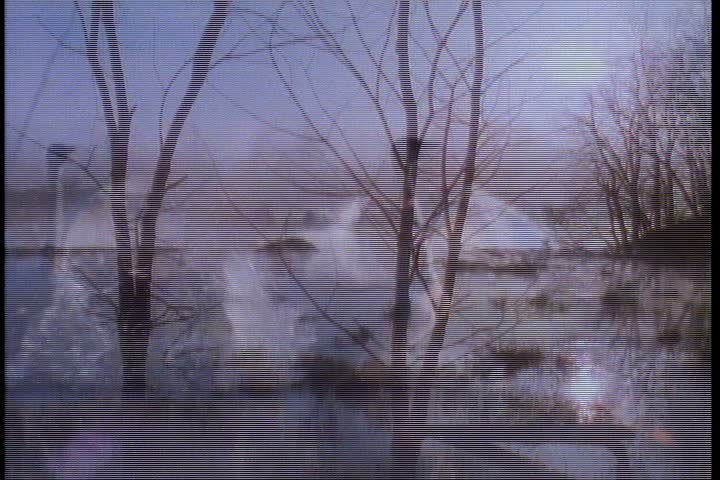 MS mated pair of trumpeter swans on pond in Minnesota. They flap their wings and make honking noises to protect their nesting area.