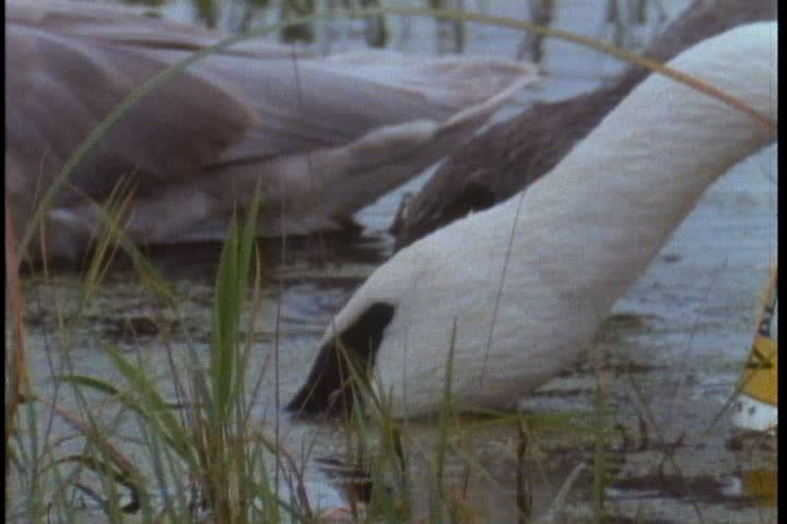 CU trumpeter swans feeding in shallows of pond in Minnesota.