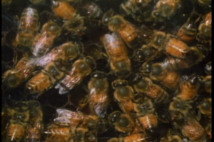 CU bees swarmed in hive honeycomb. Messenger bee does waggle dance to convey to others direction and distance to the pollen it found. | Shutterstock HD Video #4369985
