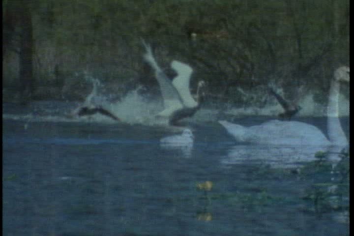 MS trumpeter swans on pond begin to flap their wings and take flight in Minnesota. They fly off towards green wooded area.
