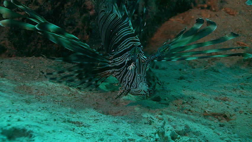 two lion fish, red sea