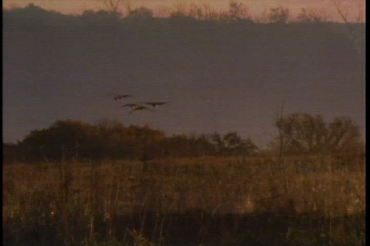 WS Canada geese flying over field in bright blue sky, geese land in pond that