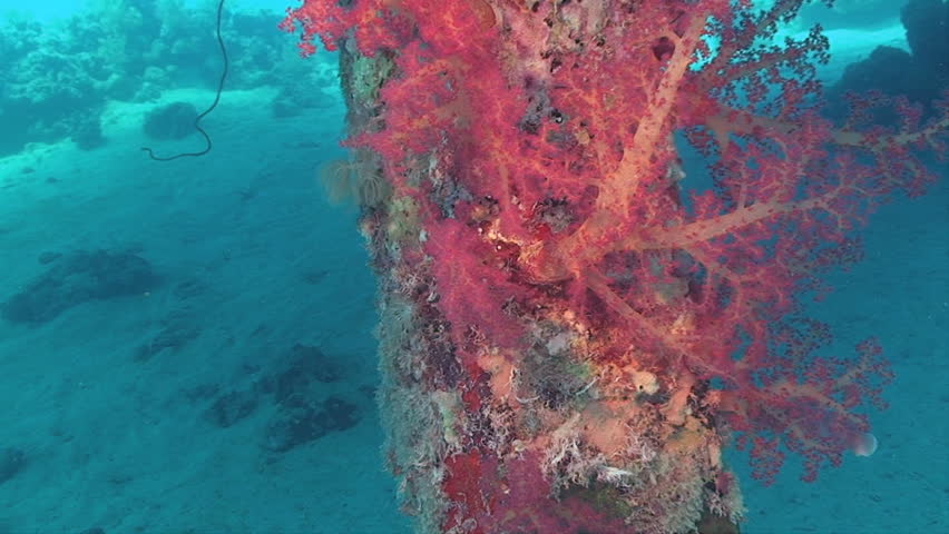 soft coral at ship wreck, red sea