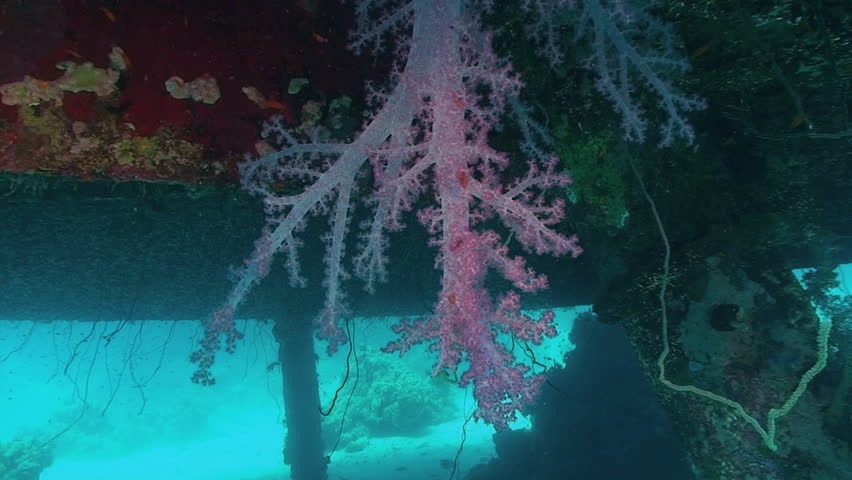 soft coral at ship wreck, red sea
