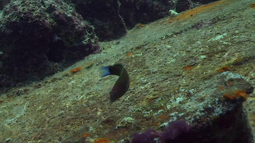 coral fish eating algae, ship wreck, red sea