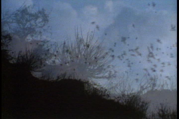 MS silhouettes of brush and shrubs in foreground, bats stream across dusky sky in Central Mexico. Camera pans right to follow the stream of bats as they fly off into the horizon.