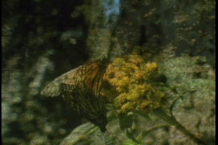 MS POV walking down forest path through thousands of fluttering monarch butterflies in Central Mexico.