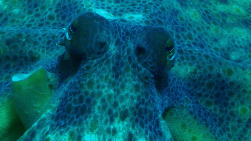 octopus eyes close, mediterranean sea