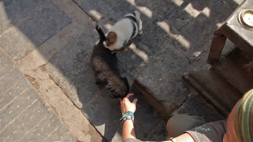 Cheerful puppy bites another