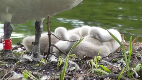Close-up of Mute Swan (Cygnus olor) cygnets sleeping in their nest at Lake Bolam, near Morpeth, in Northumberland, United Kingdom.