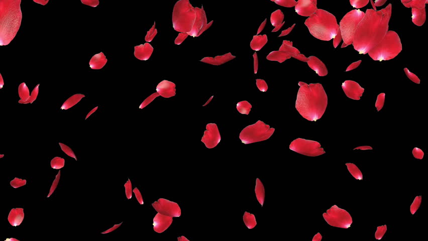 Rose petals Falling, against black