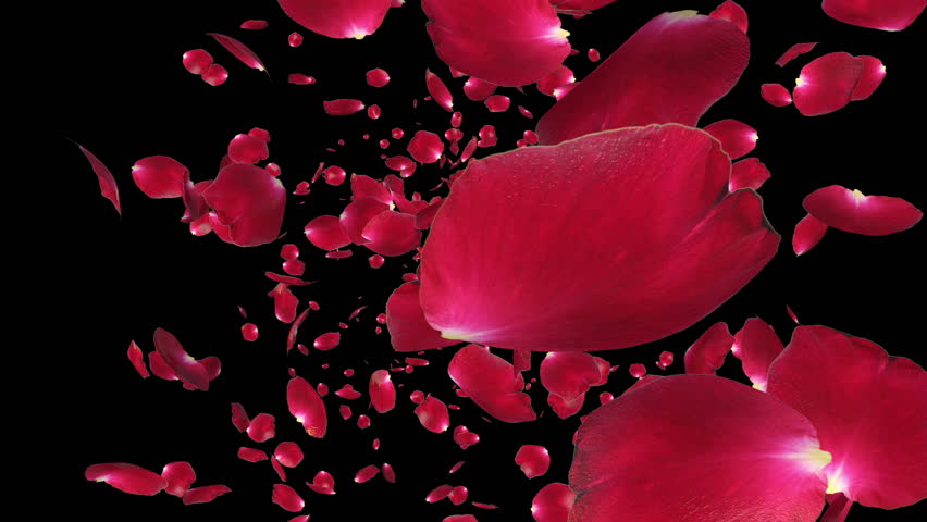 Rose petals Flying towards camera, against black