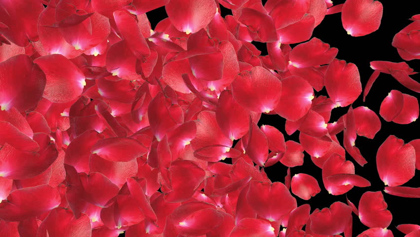 Rose petals Trasition, left to right, against black
