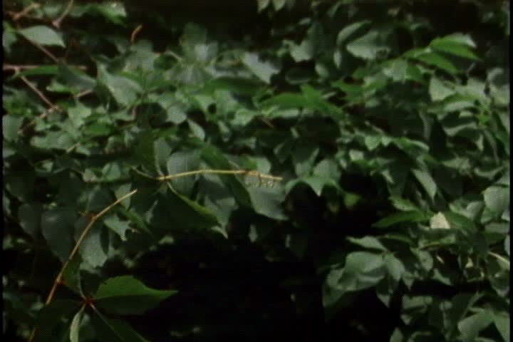 MS dark thicket of green leaves, camera zooms in and rack focuses to twig-like caterpillar hanging from branch in Minnesota.