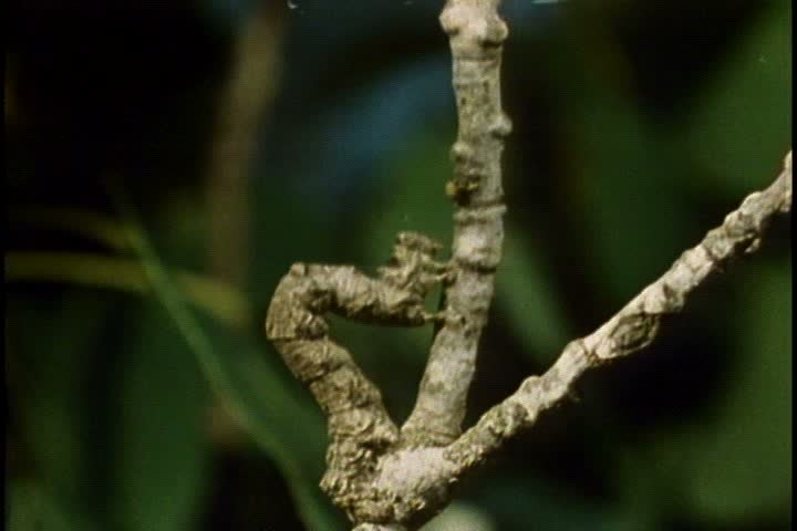 CU caterpillar that looks like tree bark crawls up branch in Minnesota.