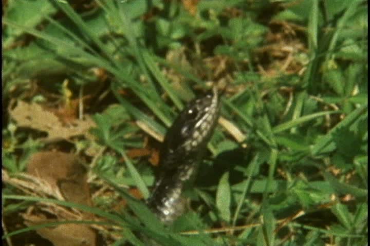 CU black hog nose snakes pokes its head up from grass and flicks its tongue.