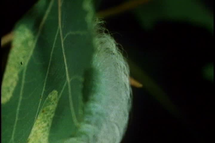 CU dagger moth caterpillar, covered in setae in Minnesota. The caterpillar hides itself behind the leaf as it devours it.