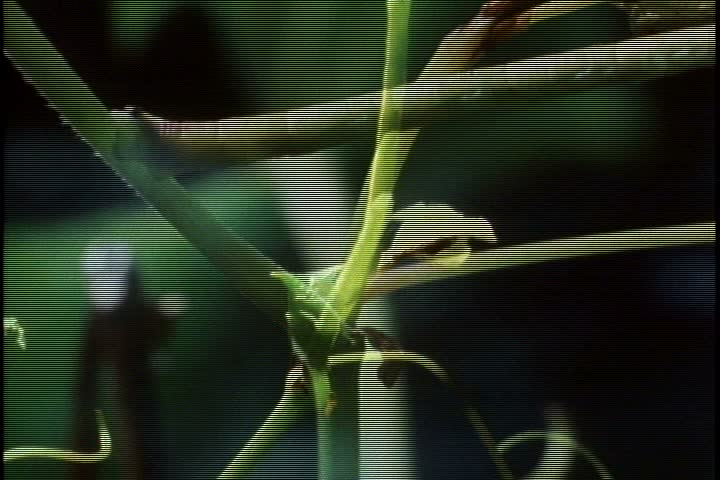 CU membracid bug, or thorn nymph, crawls up what appears to be a green plant stem in Minnesota. It