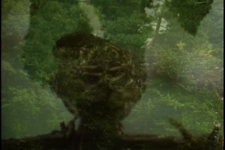 MS green, leafy forest tree tops, camera pulls back to show forest at edge of still river or lake in summer in Minnesota.