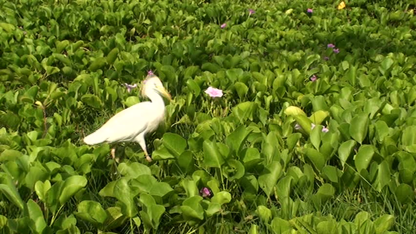 Egret hunting for food