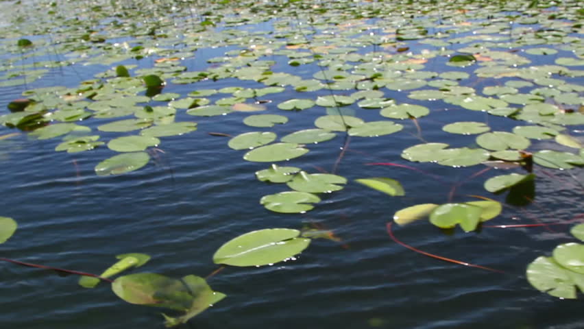 Water lilies in the lake - Lake 