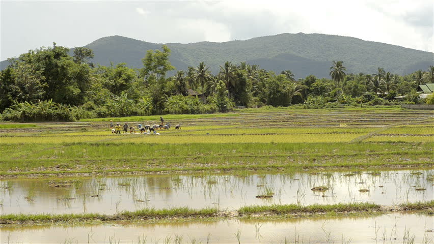 Farmers planting rice by transplanting rice seedlings in Northern Thailand, with