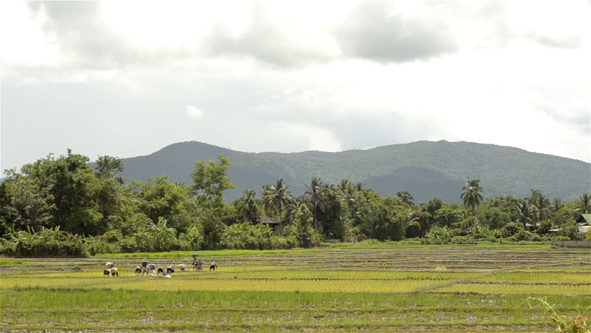 Farmers planting rice by transplanting rice seedlings in Northern Thailand, with