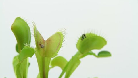 Flytrap Carnivorous plant. ( Dionaea muscipula )