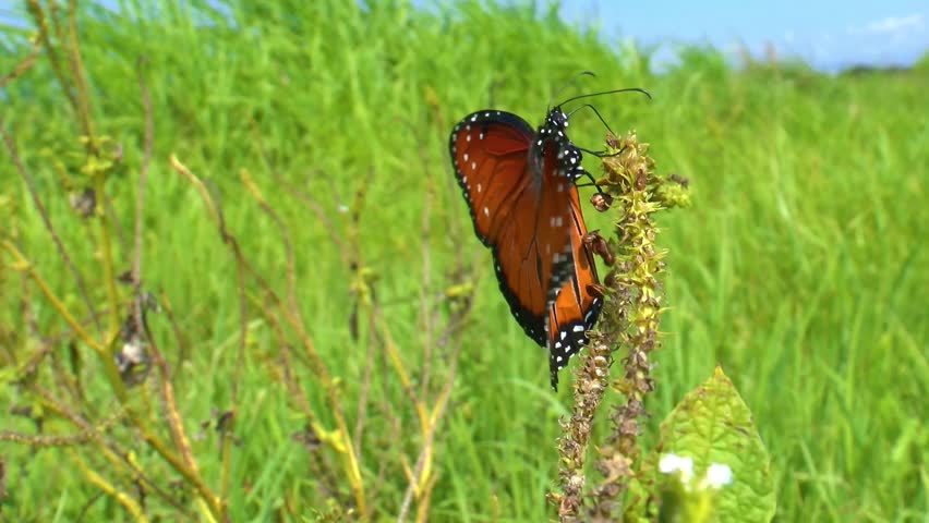 Beautiful Monarch butterfly perched on grass