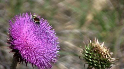 HD clip of a large bee moving around a lavender and purple thistle blossom, gathering pollen, while ants look for food on the same bloom and the next one over.
