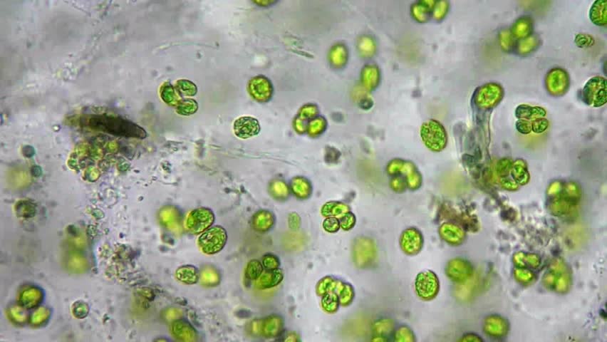 Live Green Algae Under Microscope Stock Footage Video 100 Royalty Free 4381616 Shutterstock