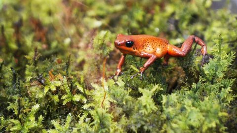 panning shot of a strawberry poison dart frog (Ooehaga pumilio)  walking on moss and eating an insect