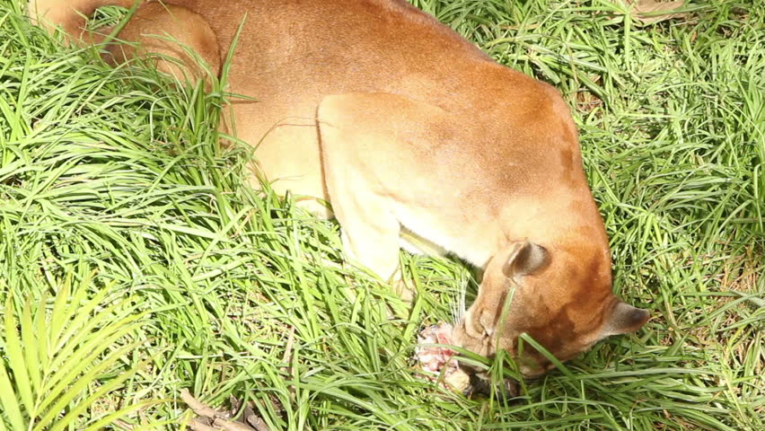 Puma, cougar or mountain lion devouring a small rodent