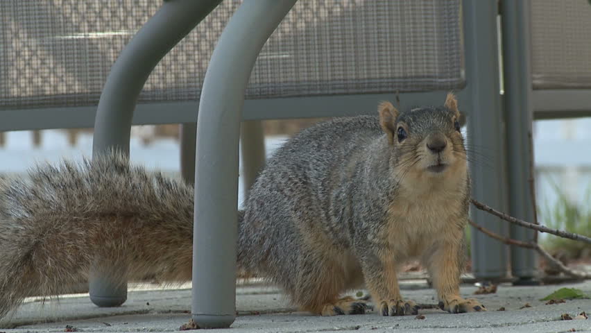 Squirrel lurking in patio furniture legs.