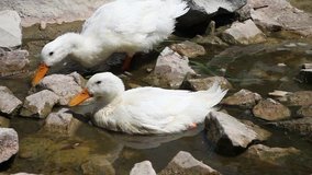 Duck Couple in a brook closeup

