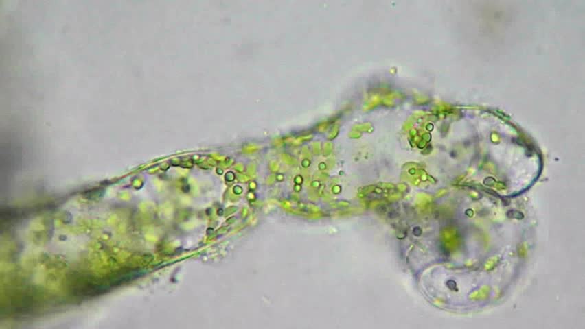 Video Stok seaweed algae under microscope magnification 400x (100% Tanpa Ro...