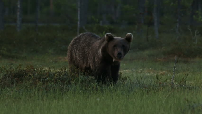 Brown Bear in forest at night walking in search for food
