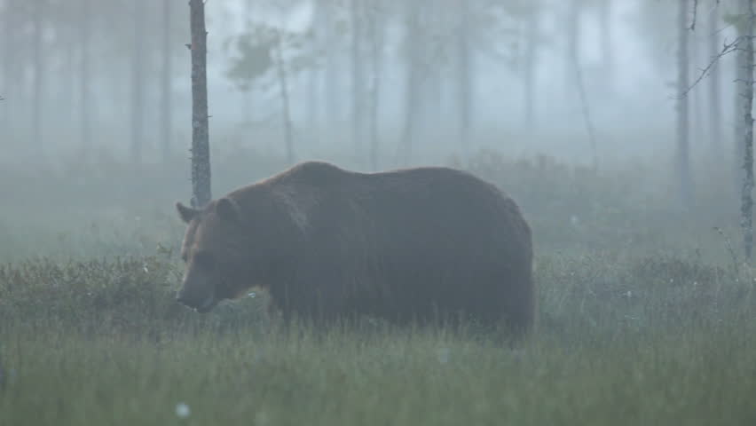 Brown Bear in forest at night walking in search for food