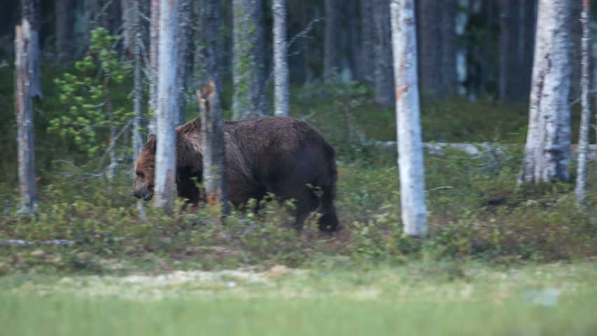 Brown Bear in forest walking in search for food