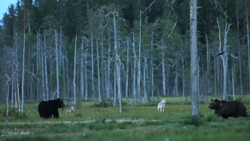 Very rare footage. Two wolves and two bears interact in the forest during late