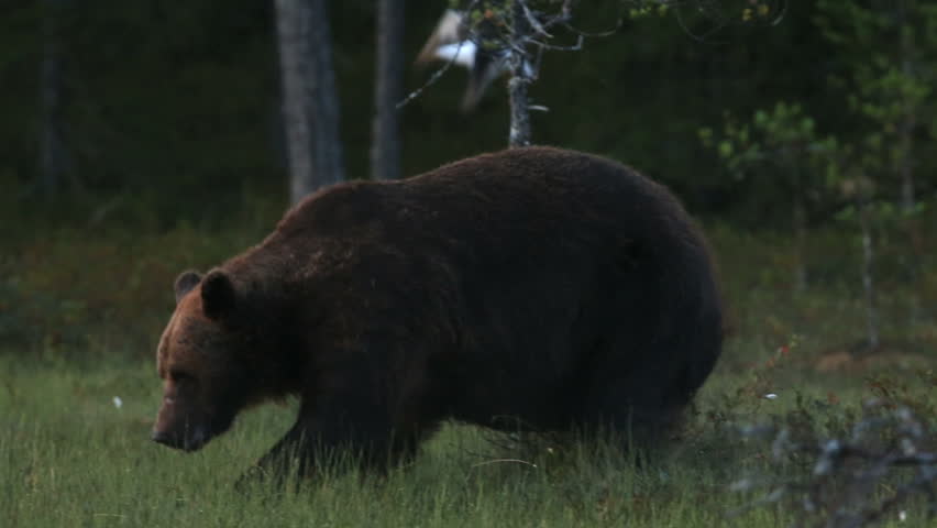 Brown Bear in forest at night waling in search for food