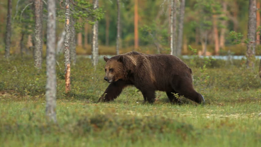 Brown Bear in forest walking in search for food
