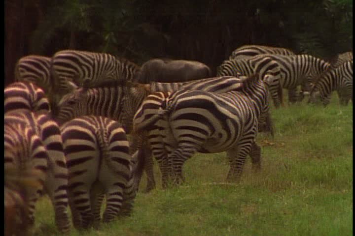 MS herd of zebras grazing in Amboseli National Park, Kenya, Africa.