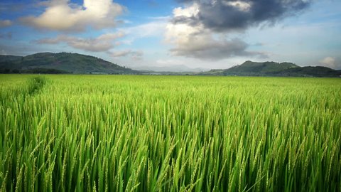 Landscape of a beautiful green field with rice stalks swaying in the wind. Time lapse