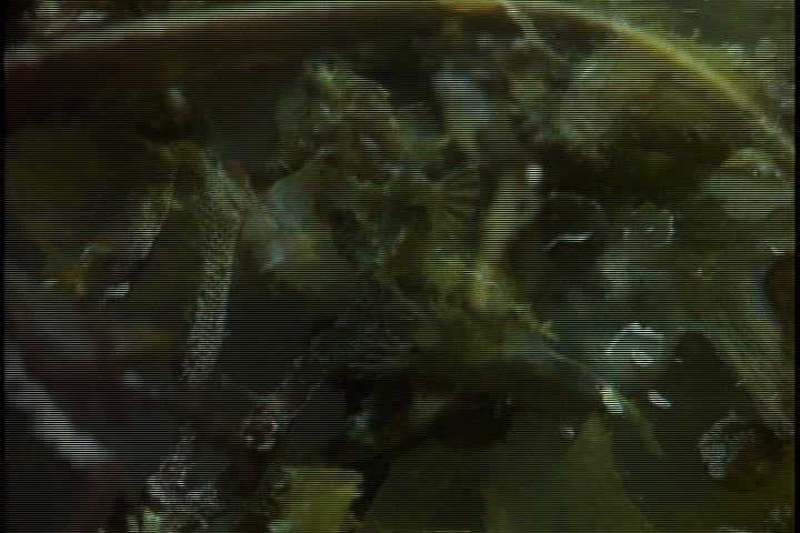 Underwater shot, MS sargassum fish swims among the sargassum weed in Sargasso Sea.