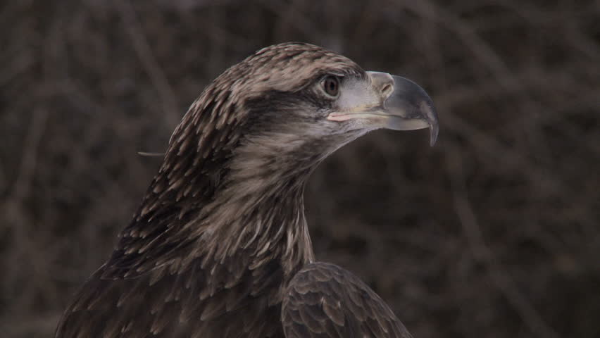 Close up of a young female bald eagle.