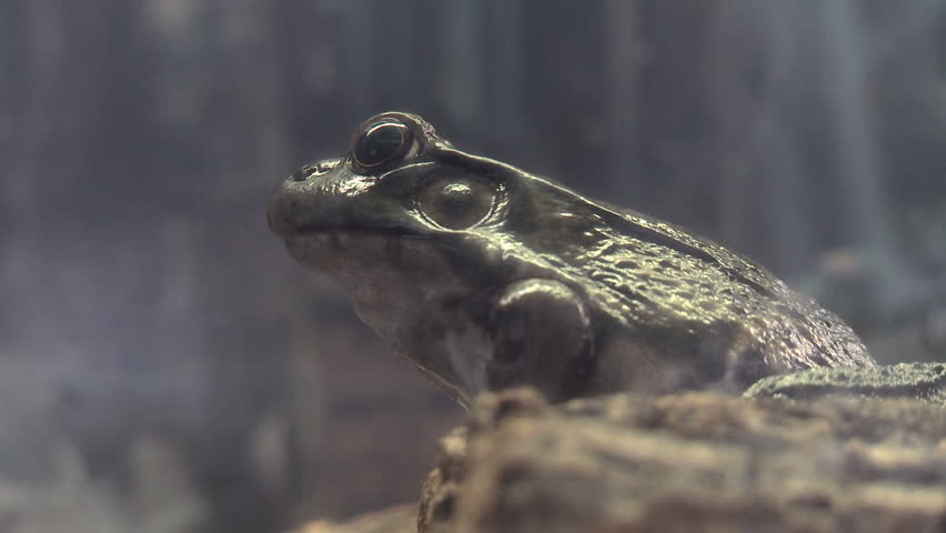 Profile view of a green frog.