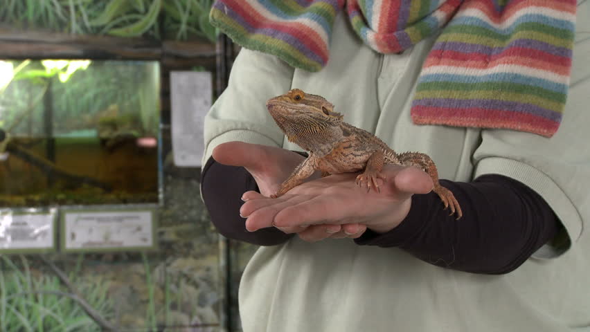 Wide view of a bearded dragon being held in someone's hands.